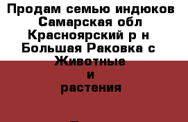 Продам семью индюков - Самарская обл., Красноярский р-н, Большая Раковка с. Животные и растения » Птицы   . Самарская обл.